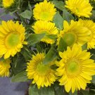 ProCut Lemon Lite Sunflower  New for 2026!  10 Seeds  10 Seeds
