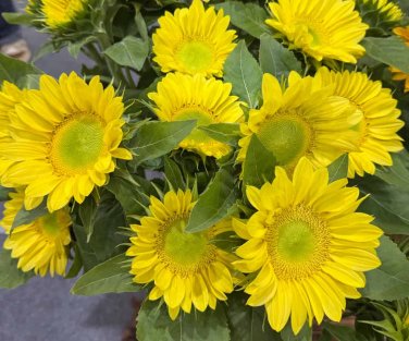 ProCut Lemon Lite Sunflower  New for 2026!  10 Seeds  10 Seeds
