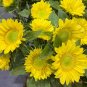 ProCut Lemon Lite Sunflower  New for 2026!  10 Seeds  10 Seeds