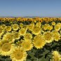 ProCut Lemon Lite Sunflower  New for 2026!  10 Seeds  10 Seeds
