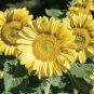 ProCut Lemon Lite Sunflower  New for 2026!  10 Seeds  10 Seeds
