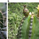 Escontria Chiotilla  5 Seeds