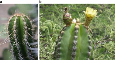 Escontria Chiotilla  5 Seeds