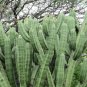 Escontria Chiotilla  5 Seeds