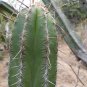 Escontria Chiotilla  5 Seeds
