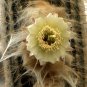 Espostoa Melanostele aka Old Lady/Old Man Cactus Seeds  5 Seeds