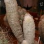 Espostoa Melanostele aka Old Lady/Old Man Cactus Seeds  5 Seeds