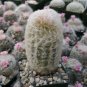 Espostoa Melanostele aka Old Lady/Old Man Cactus Seeds  5 Seeds