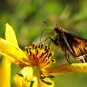 Swamp Marigold   Bidens aristosa mutica  100 Seeds
