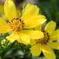 Swamp Marigold   Bidens aristosa mutica  100 Seeds