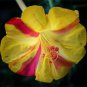 Broken Colors Four O'clock, *NEW Mirabilis Jalapa 50 Seeds