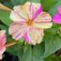Broken Colors Four O'clock, *NEW Mirabilis Jalapa 50 Seeds