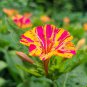 Broken Colors Four O'clock, *NEW Mirabilis Jalapa 50 Seeds