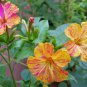 Broken Colors Four O'clock, *NEW Mirabilis Jalapa 50 Seeds
