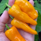 Datil Hot Pepper *NEW  10 Seeds