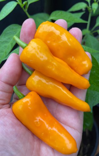Datil Hot Pepper *NEW  10 Seeds