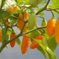 Datil Hot Pepper *NEW  10 Seeds