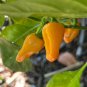 Datil Hot Pepper *NEW  10 Seeds