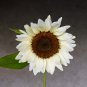 ProCut White Nite Sunflower 10 Seeds