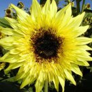 Starburst Lemon Eclair Sunflower 10 Seeds