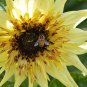 Starburst Lemon Eclair Sunflower 10 Seeds