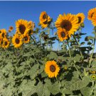 Great SunWall  Sunflower 10 Seeds