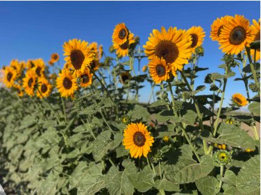 Great SunWall  Sunflower 10 Seeds