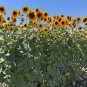 Great SunWall  Sunflower 10 Seeds