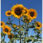 Great SunWall  Sunflower 10 Seeds