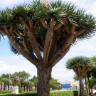 Dracaena Draco aka Dragon Tree  10 Seeds