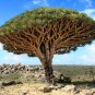 Dracaena Draco aka Dragon Tree  10 Seeds