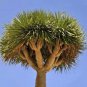 Dracaena Draco aka Dragon Tree  10 Seeds