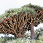 Dracaena Draco aka Dragon Tree  10 Seeds