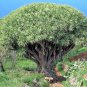 Dracaena Draco aka Dragon Tree 10 Seeds