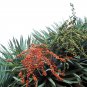 Dracaena Draco aka Dragon Tree 10 Seeds