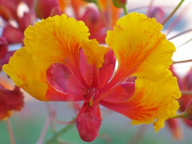 Caesalpinia Pulcherrima aka Red Bird of Paradise 5 Seeds