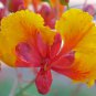 Caesalpinia Pulcherrima aka Red Bird of Paradise 5 Seeds