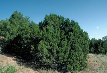 Juniperus Monosperma 10 Seeds