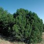 Juniperus Monosperma 10 Seeds