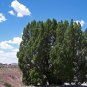 Juniperus Monosperma 10 Seeds