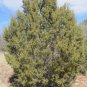 Juniperus Monosperma 10 Seeds