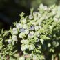 Juniperus Monosperma 10 Seeds