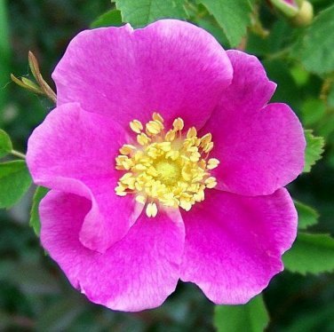 Rosa Woodsii aka Woods Rose 10 Seeds