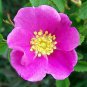 Rosa Woodsii aka Woods Rose 10 Seeds