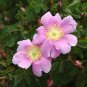 Rosa Woodsii aka Woods Rose 10 Seeds