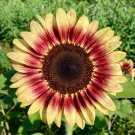ProCut Red Lemon Bicolor Sunflower 10 Seeds