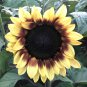 ProCut Red Lemon Bicolor Sunflower 10 Seeds