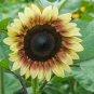 ProCut Red Lemon Bicolor Sunflower 10 Seeds