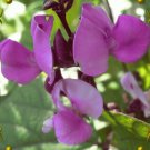 Purple Moonshadow 10 Seeds.