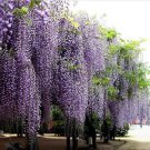 wisteria sinensis 5 seeds
